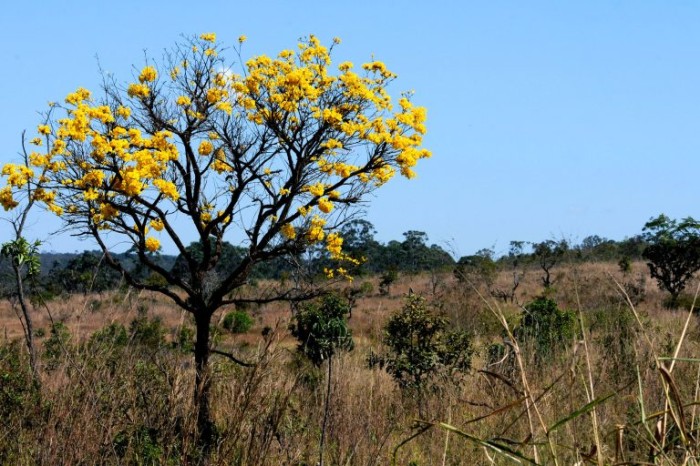 Comissão de Meio Ambiente debate plano de controle do desmatamento no Cerrado