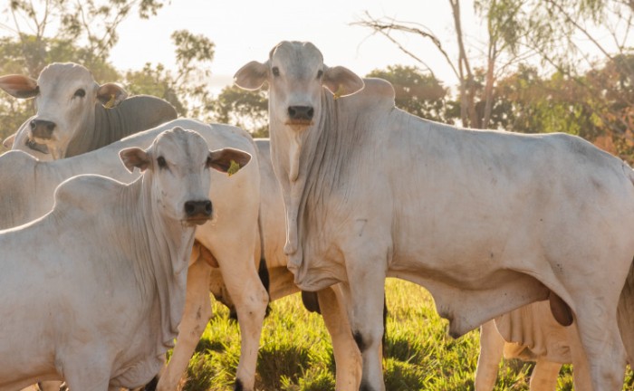 Governo do Tocantins recebe auditoria da missão do México que tem como objetivo à exportação de carnes bovinas