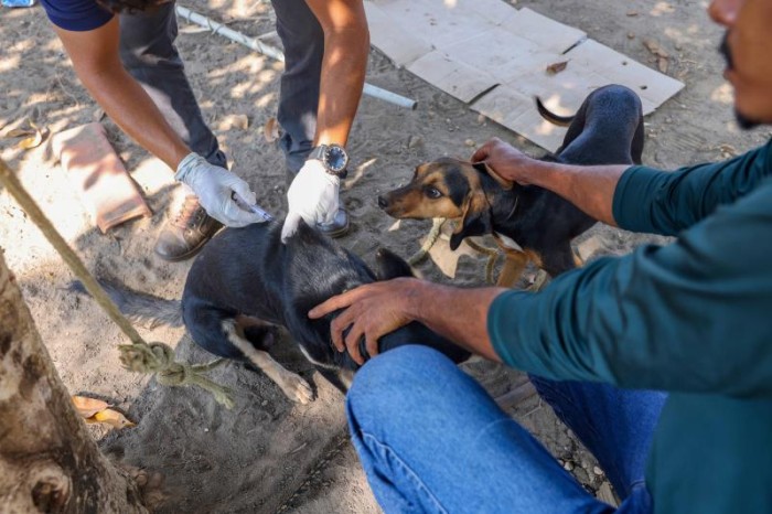 Semus começa vacinar cães e gatos da zona rural contra raiva