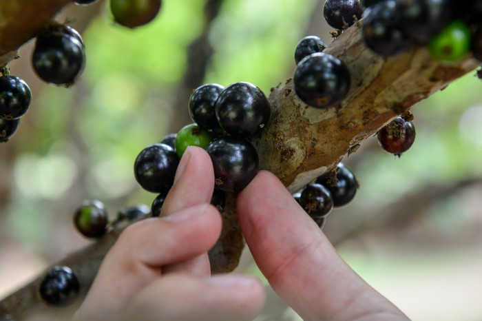 Visitação aos pomares de jabuticabeira começa neste sábado, dia 30