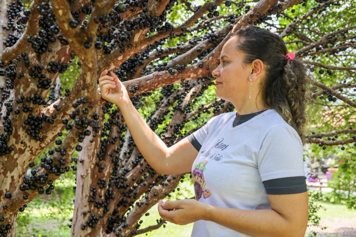 Estrutura da 5ª Festa da Jabuticaba já começa a ser montada e pomares já estão prontos para receber visitantes