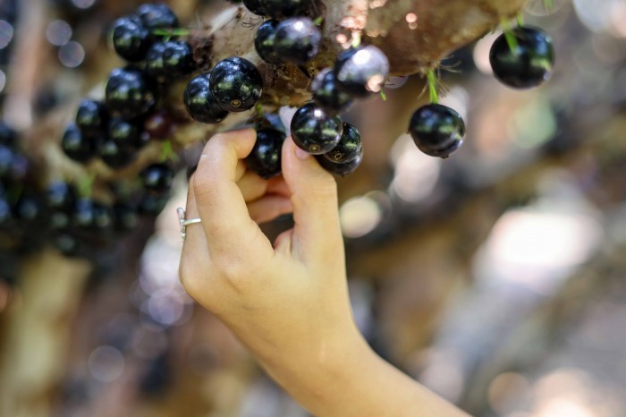 Vila Gastronômica da 5ª Festa da Jabuticaba inicia nesta sexta-feira