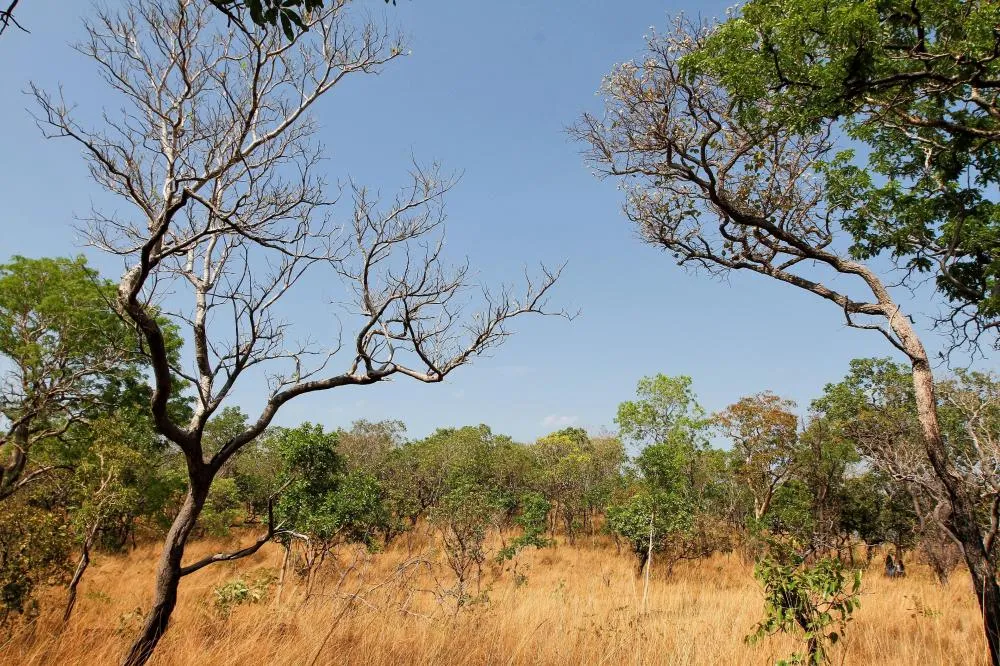 Com esforço conjunto dos órgãos ambientais, Governo do Tocantins consegue redução no desmatamento no Cerrado de 19,07% em julho e 15,38 no quadrimestre