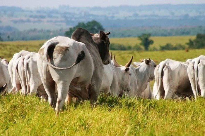 Seder presta assistência rural à unidade de referência para gado de corte