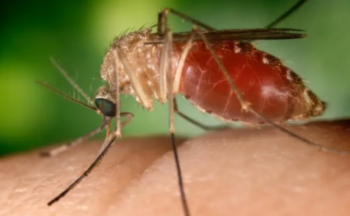 Tocantins registra o primeiro caso de febre do Nilo e Saúde apresenta ações de controle e monitoramento