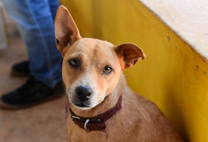 UVCZ realiza dia D de testagem para detecção da leishmaniose visceral canina