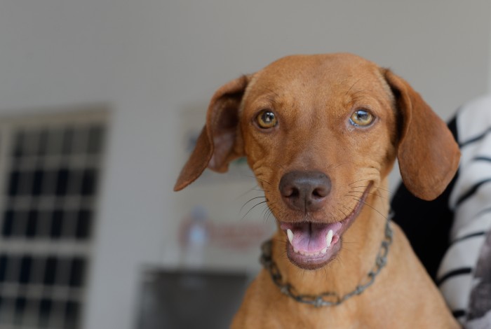 UVCZ realiza Dia D de testagem de leishmaniose nesta sexta-feira, 21