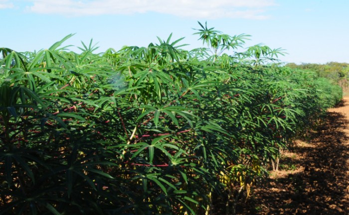 Governo do Tocantins promove 2° Dia Técnico da Cadeia da Mandioca