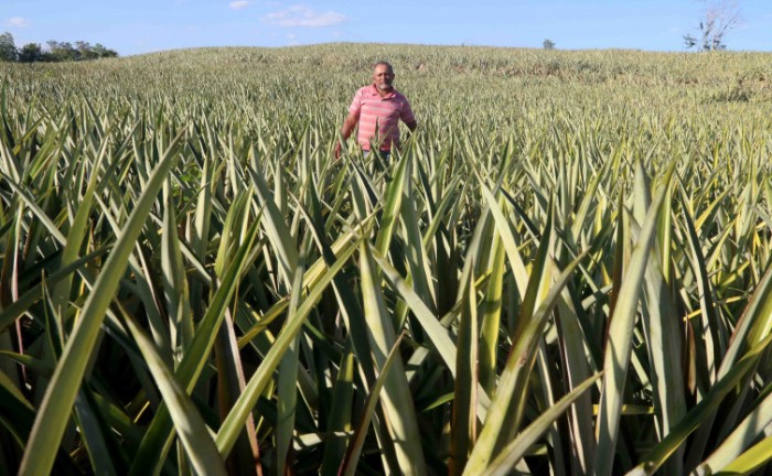 Governo do Tocantins e parceiros promovem 3° Dia Técnico de Abacaxi em Barrolândia