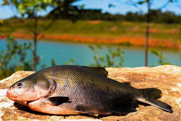Consumo de pescado cresce 65% no Brasil desde 2004