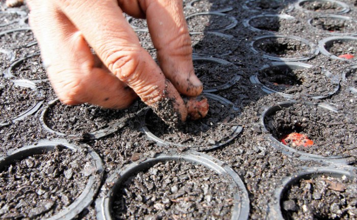Governo do Tocantins inicia ciclo de produção de 50 mil mudas de espécies do Cerrado