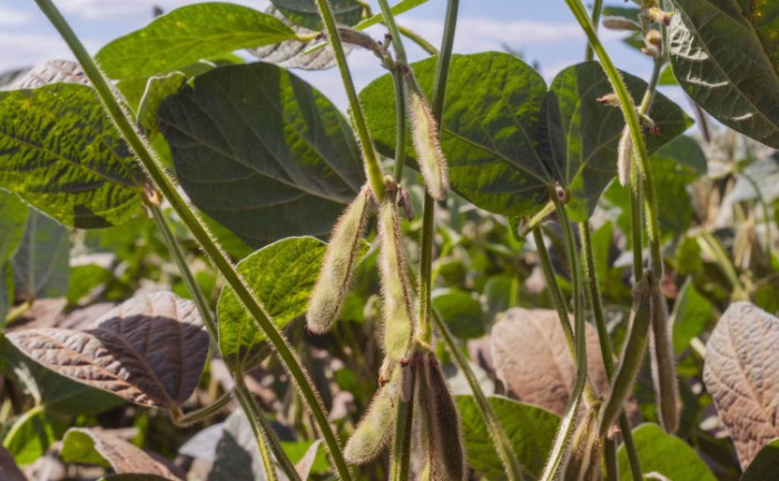 Adapec orienta produtores sobre a janela de plantio de soja semente nas Planícies Tropicais que será liberada nesta quinta, 20
